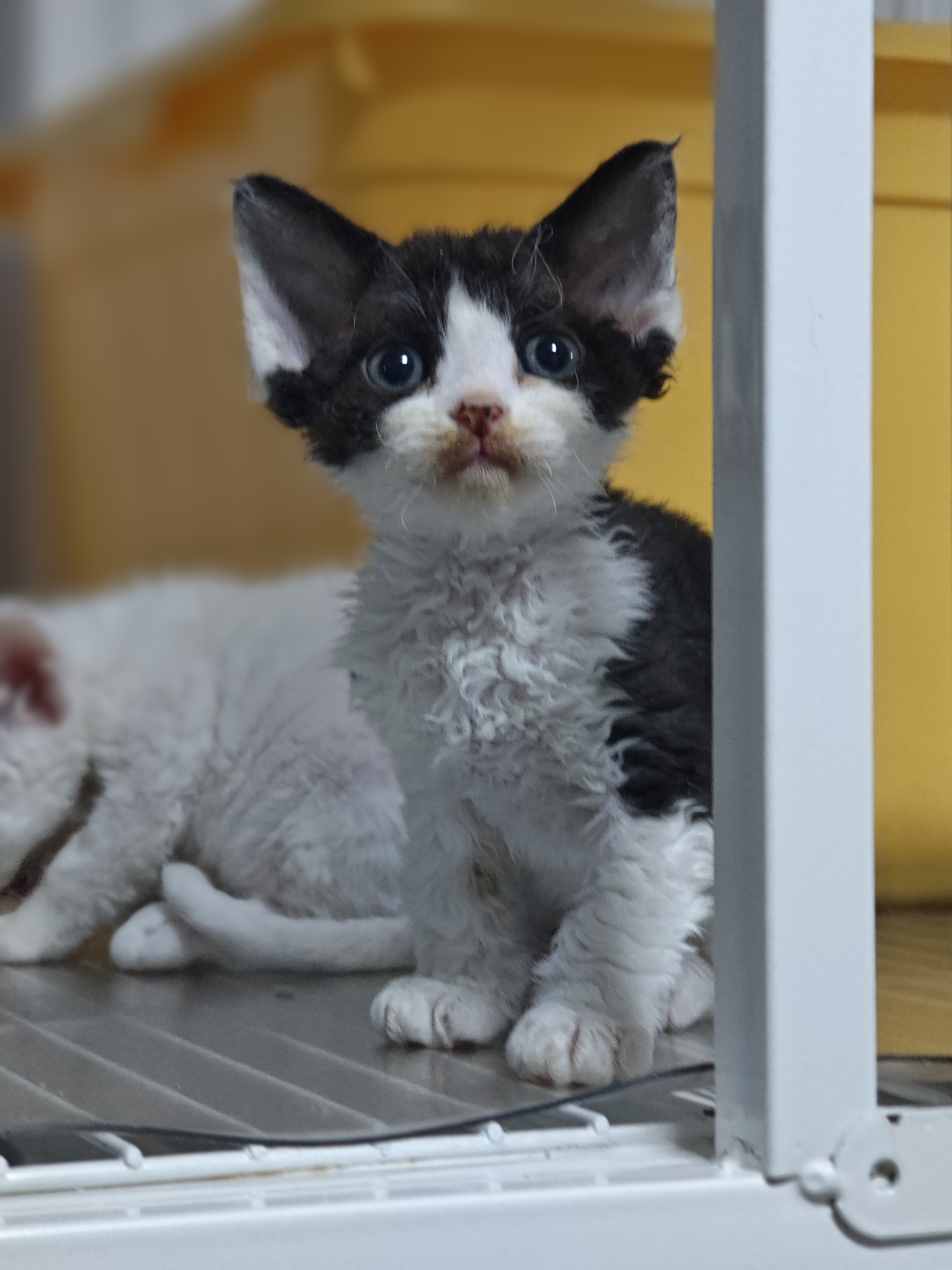 德文卷毛猫 两个月，随时去新家，500起